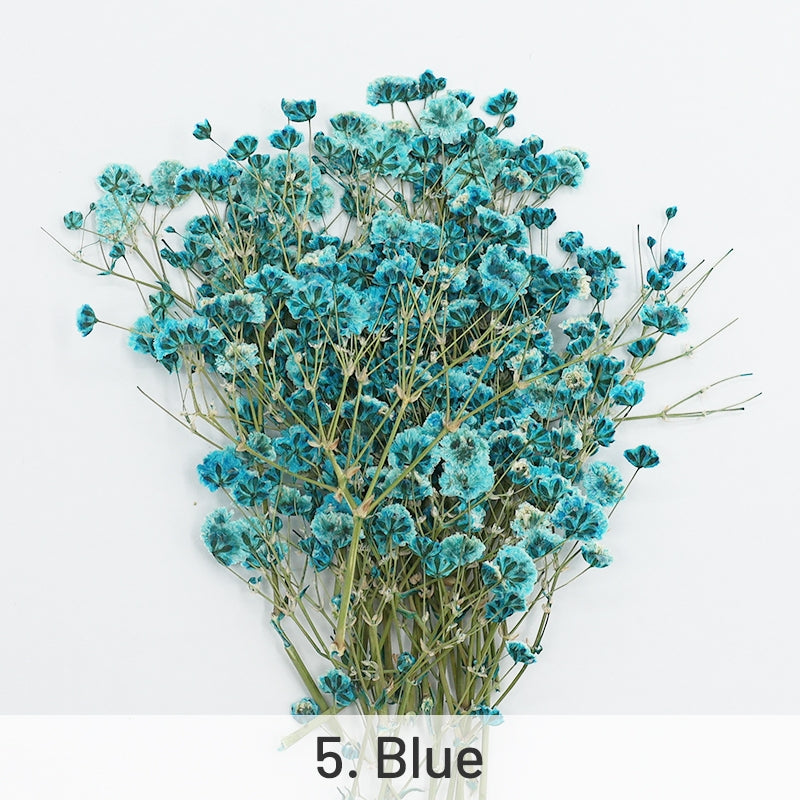Schleierkraut DIY Trockenblumen Material Pack sku-5