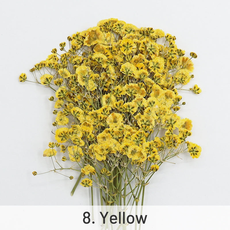 Schleierkraut DIY Trockenblumen Material Pack sku-8