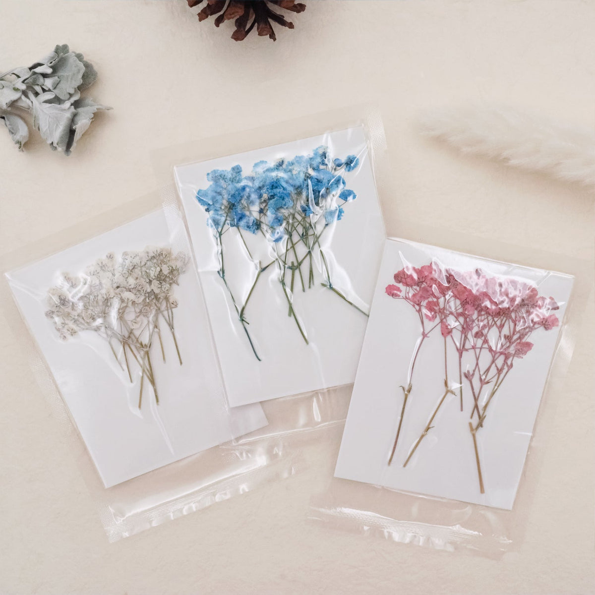 Stamprints Gypsophila Seca Prensada para Bebé-1