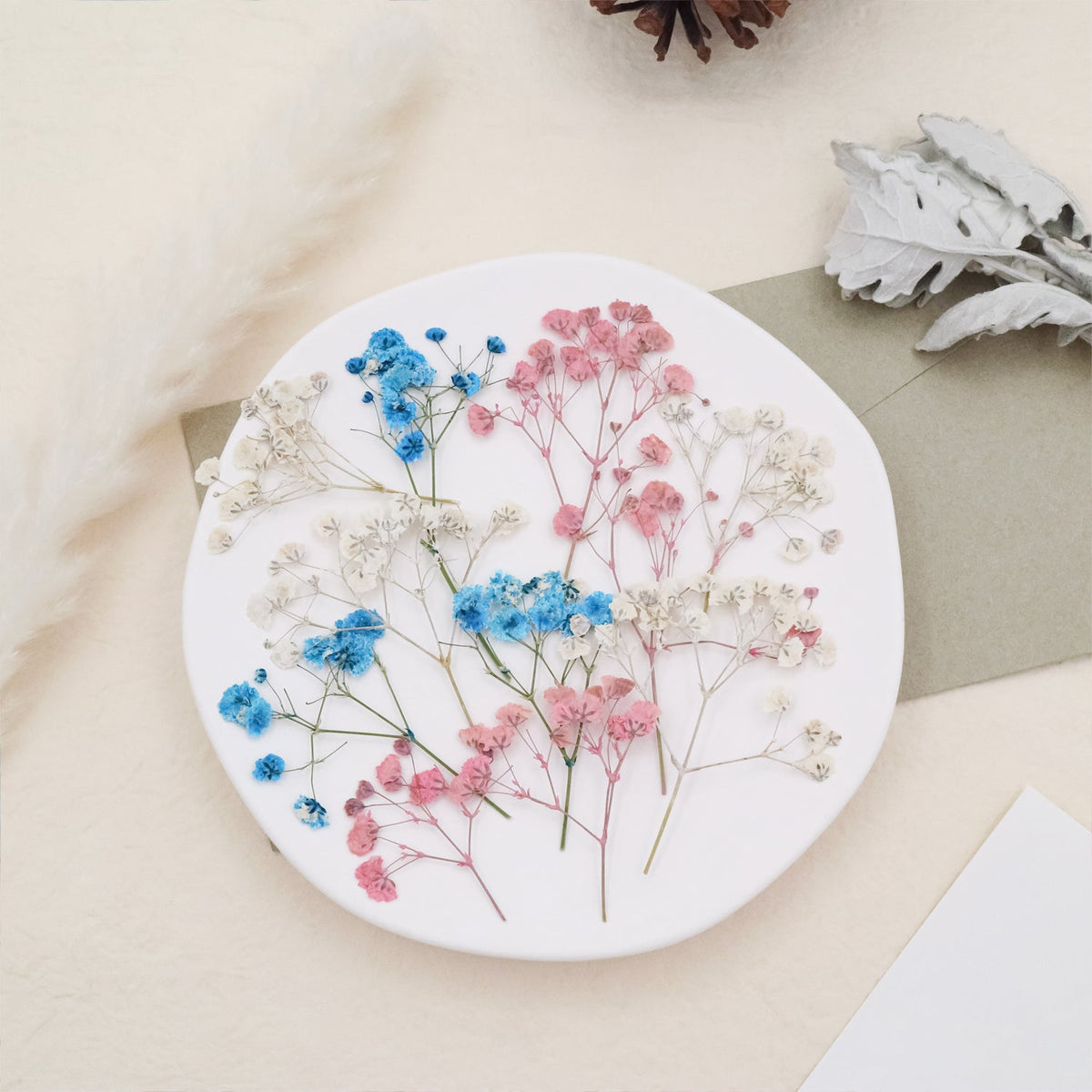 Stamprints Gypsophile Séchée Pressée-3