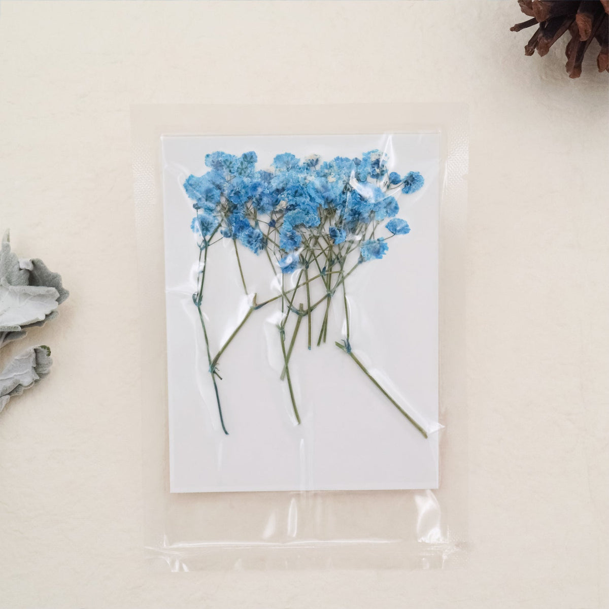 Stamprints Gypsophile Séchée Pressée pour Bébé-6