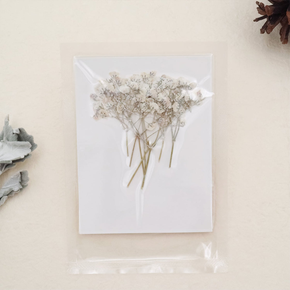 Stamprints Gypsophile Séchée Pressée pour Bébé-7