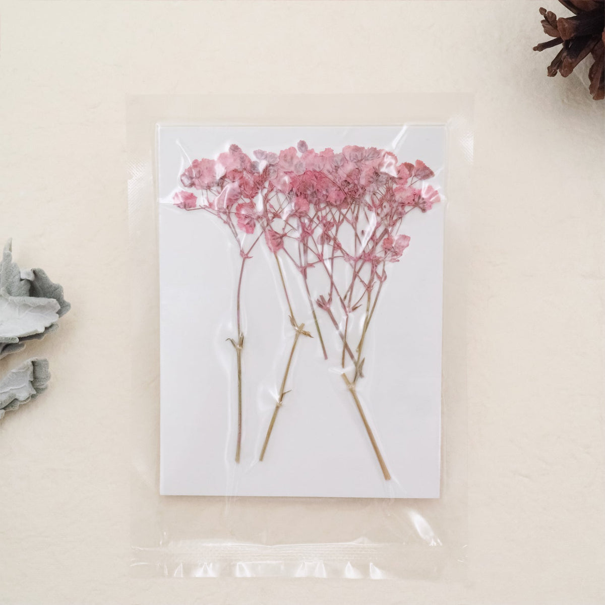 Stamprints Gypsophile Séchée Pressée-5