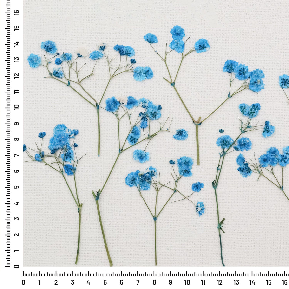Stamprints Gypsophile Séchée Pressée-8